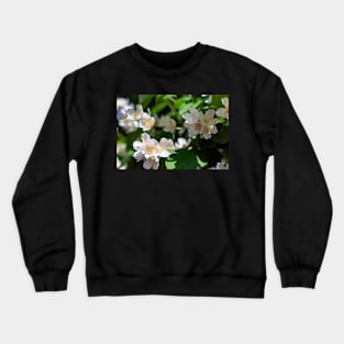 Sweet mock-orange (Philadelphus coronarius) flowers Crewneck Sweatshirt